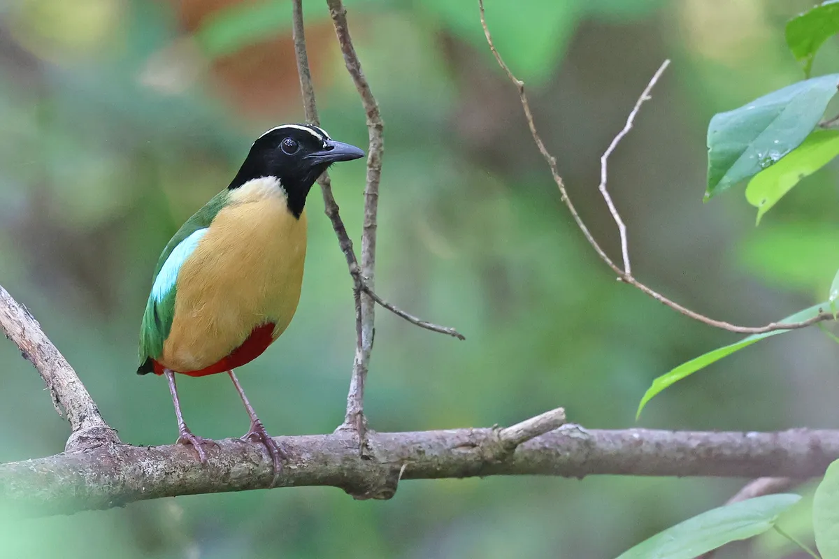 Elegant Pitta